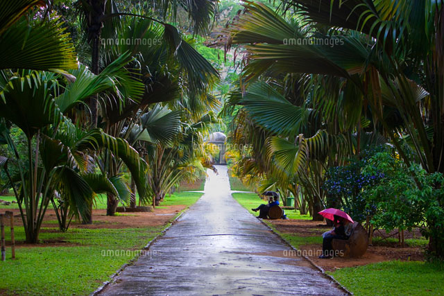 ココ デ メールの並木 ペラデニヤ国立植物園 の写真素材 イラスト素材 アマナイメージズ