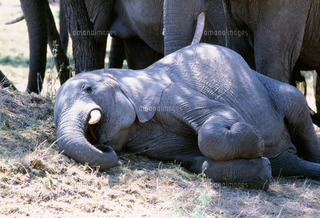昼寝する仔象 マサイマラ動物保護区[25842000993]の写真・イラスト素材 