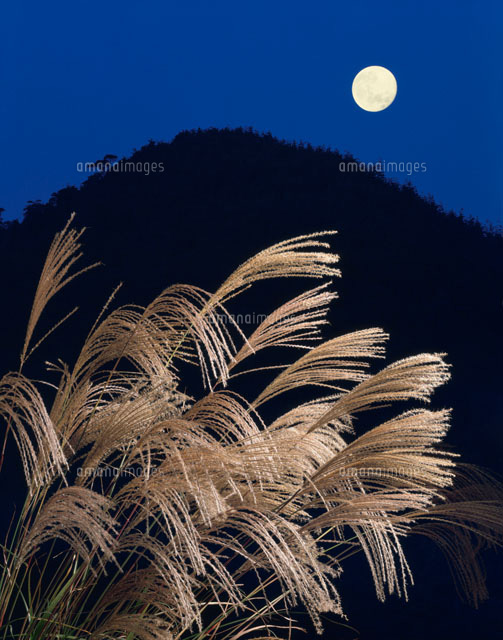 月夜とススキ の写真素材 イラスト素材 アマナイメージズ 月夜とススキ の写真素材 イラスト素材 アマナイメージズ
