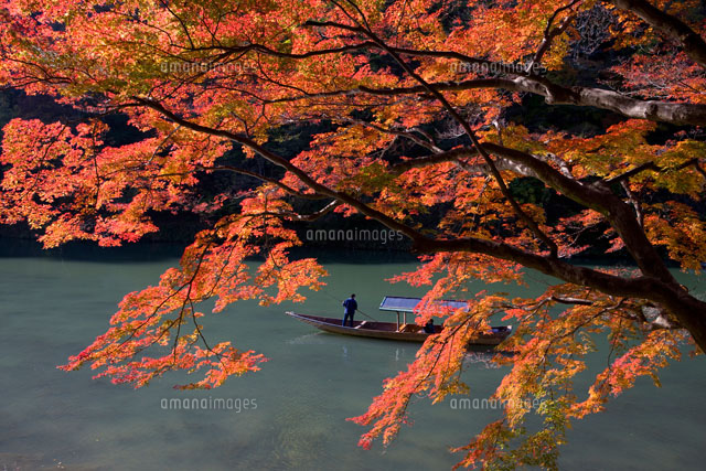保津川の紅葉と和船 の写真素材 イラスト素材 アマナイメージズ