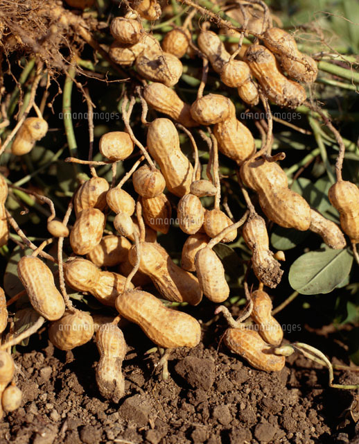 収穫した落花生 の写真素材 イラスト素材 アマナイメージズ
