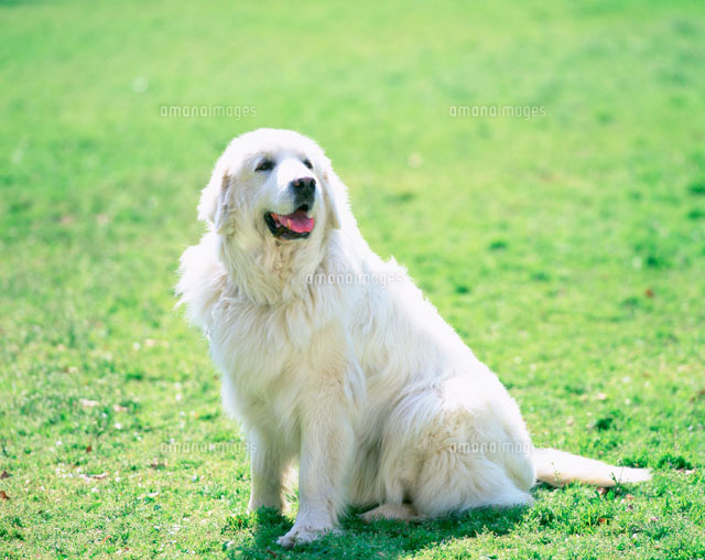 グレートピレニーズ（立ちポーズ） グレート・ピレニーズ[25918005429]の写真・イラスト素材｜アマナ