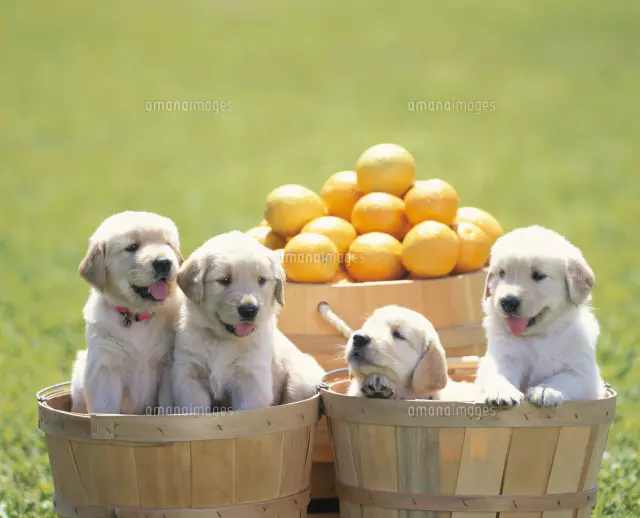 ゴールデンレトリバーの親子[25918020228]の写真・イラスト素材