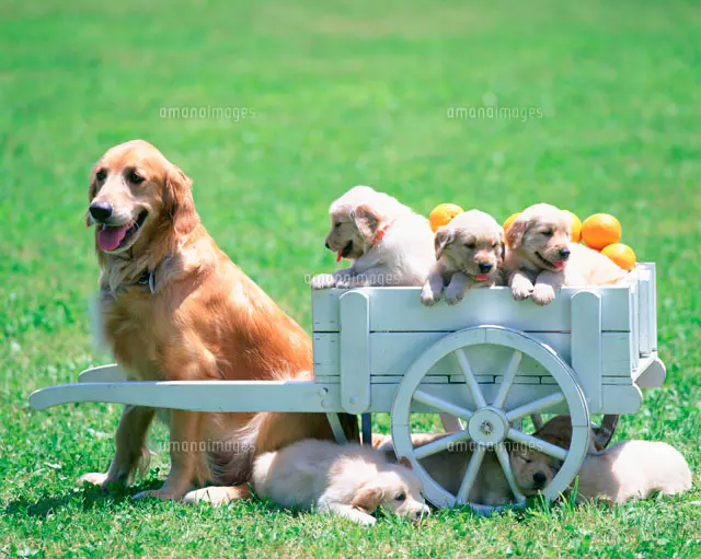 ゴールデンレトリバーの親子[25918020228]の写真・イラスト素材