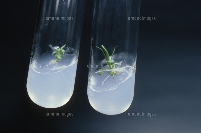 組織培養 バイオテクノロジー の写真素材 イラスト素材 アマナイメージズ