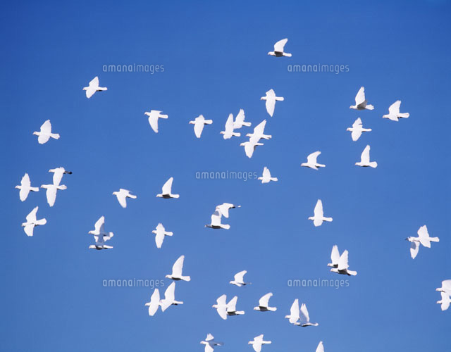 白ハト群翔 の写真素材 イラスト素材 アマナイメージズ