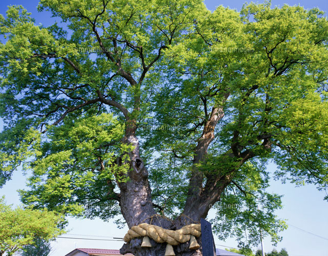 大けやき の写真素材 イラスト素材 アマナイメージズ