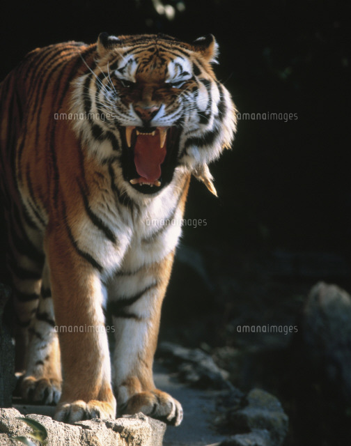 虎 日本平動物園 の写真素材 イラスト素材 アマナイメージズ