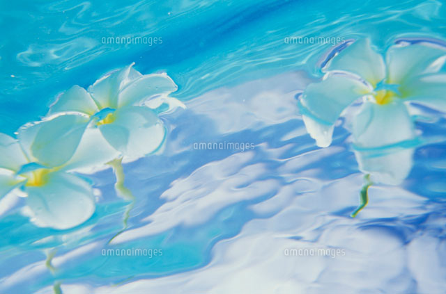 水中のプルメリアの花 の写真素材 イラスト素材 アマナイメージズ
