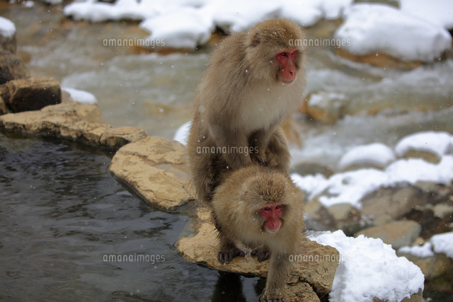 ニホンザルの交尾 の写真素材 イラスト素材 アマナイメージズ ニホンザルの交尾 の写真素材 イラスト素材 アマナイメージズ