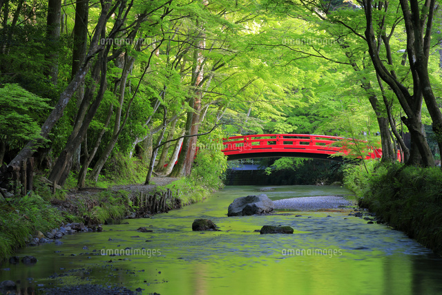 新緑の小国神社 太鼓橋 の写真素材 イラスト素材 アマナイメージズ