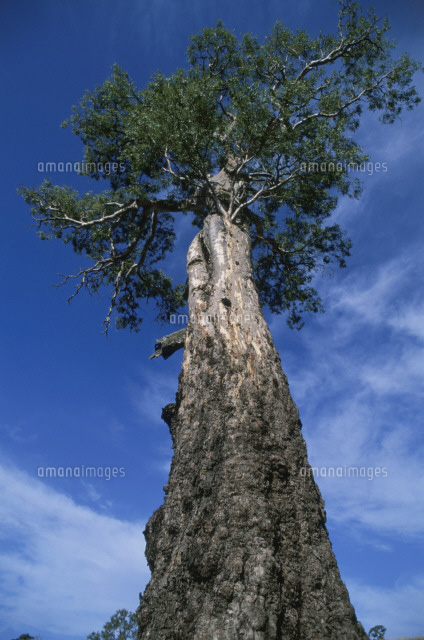 ユーカリの巨木[26018002380]の写真・イラスト素材｜アマナイメージズ