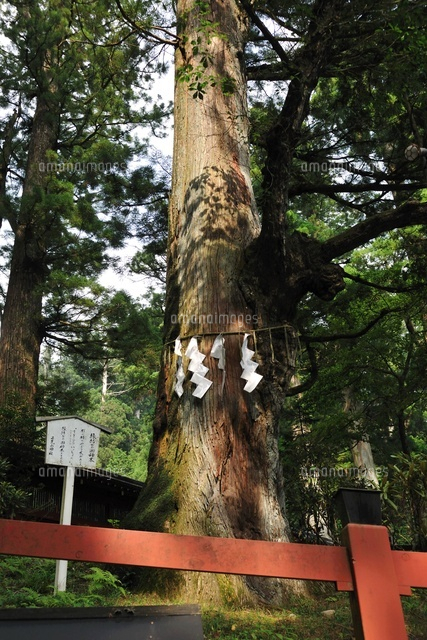 日光二荒山 縁結びの御神木 の写真素材 イラスト素材 アマナイメージズ