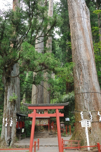 自然木の彫刻 日光御神木 日光二荒山神社の御神木[26042002867]の写真・イラスト素材｜アマナ