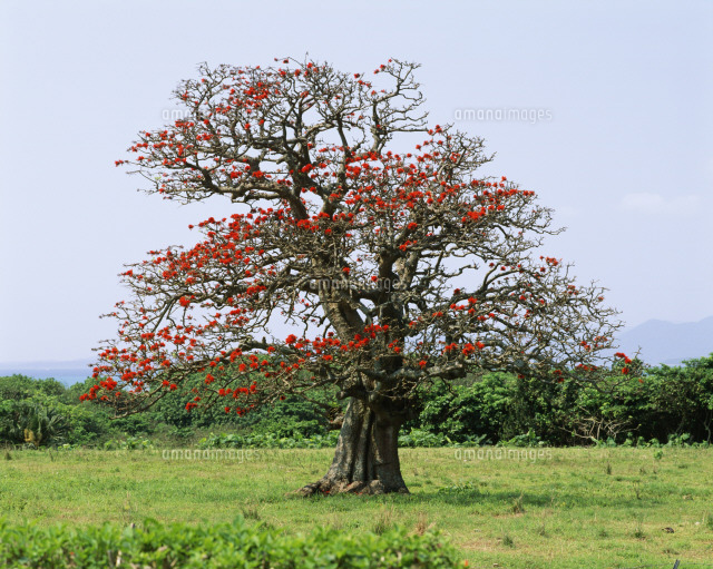 でいごの木 の写真素材 イラスト素材 アマナイメージズ