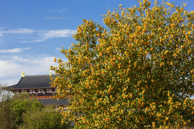 平城宮跡のキンモクセイ の写真素材 イラスト素材 アマナイメージズ