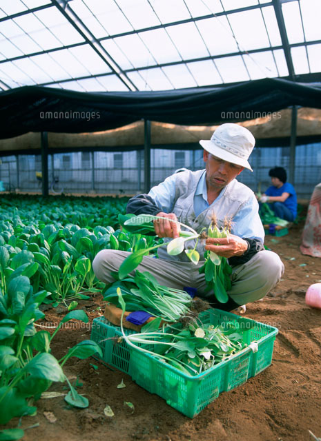 農業 小松菜を収穫して束ねる男性 の写真素材 イラスト素材 アマナイメージズ
