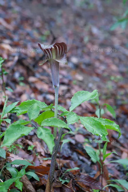 マムシソウの写真素材 ストックフォト アマナイメージズ