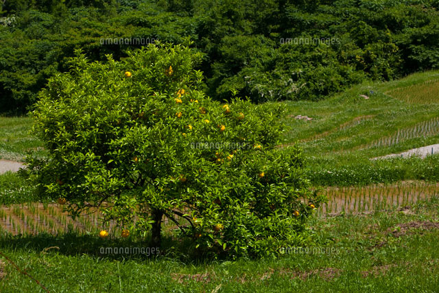 夏ミカンの木と田んぼ の写真素材 イラスト素材 アマナイメージズ