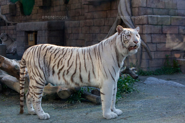 ホワイトタイガー[26097002102]の写真・イラスト素材｜アマナイメージズ