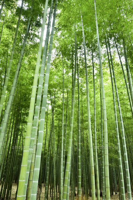 緑が鮮やかな竹林 の写真素材 イラスト素材 アマナイメージズ