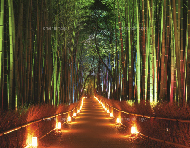 嵐山花灯路の竹林の夜景 の写真素材 イラスト素材 アマナイメージズ