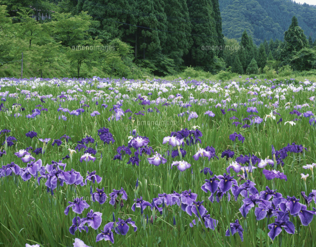 阿仁花しょうぶ園 の写真素材 イラスト素材 アマナイメージズ