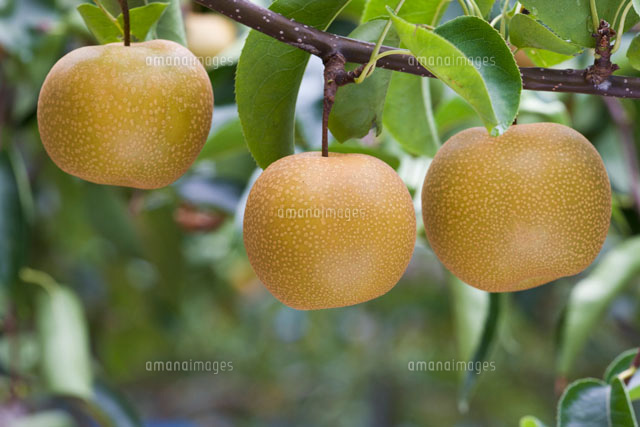 梨 浜なし の写真素材 イラスト素材 アマナイメージズ