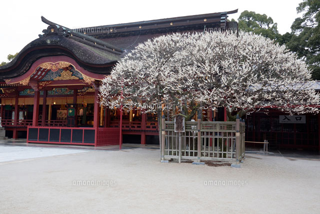 大宰府天満宮の飛梅 の写真素材 イラスト素材 アマナイメージズ
