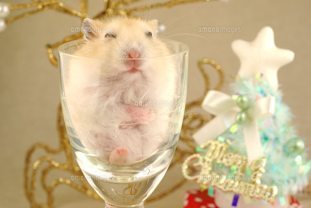 ジャンガリアンハムスターの子のクリスマス の写真素材 イラスト素材 アマナイメージズ