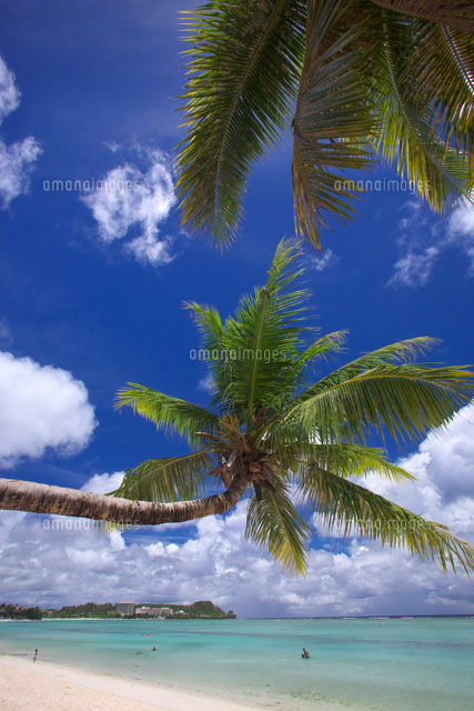 タモンビーチのヤシの木とタモン湾 の写真素材 イラスト素材 アマナイメージズ