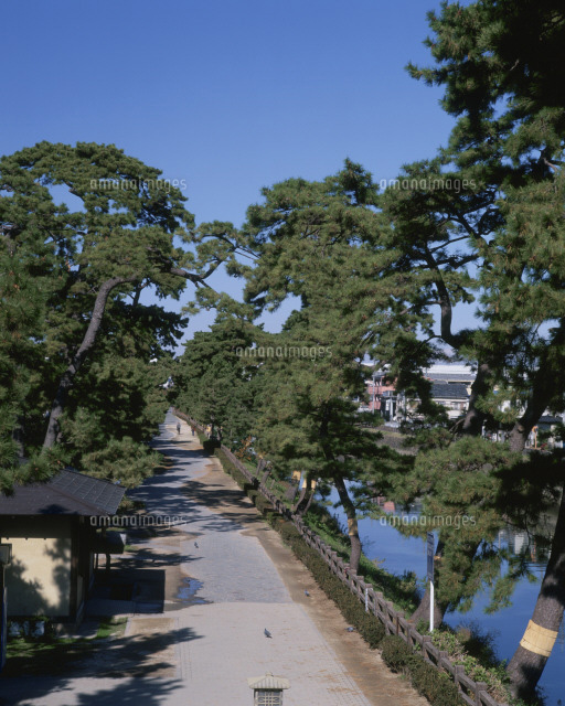 松並木 歴史ある松並木！草加松原遊歩道コース（草加市） | e-moshicom（イー