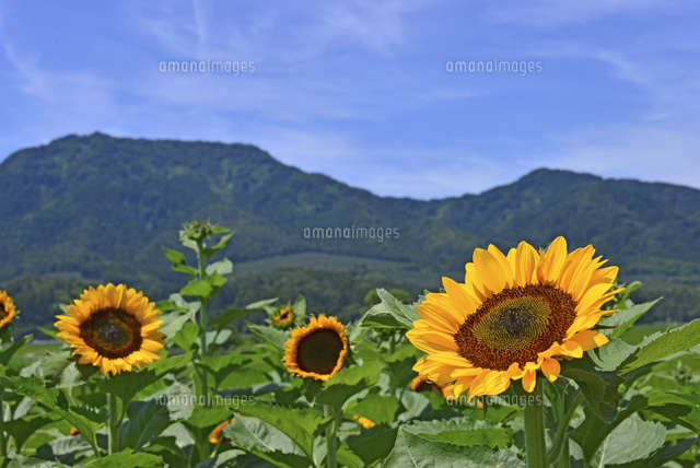 ひまわりの咲く山の風景 の写真素材 イラスト素材 アマナイメージズ