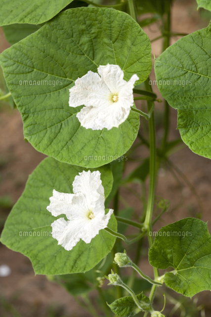 ひょうたんの花 の写真素材 イラスト素材 アマナイメージズ