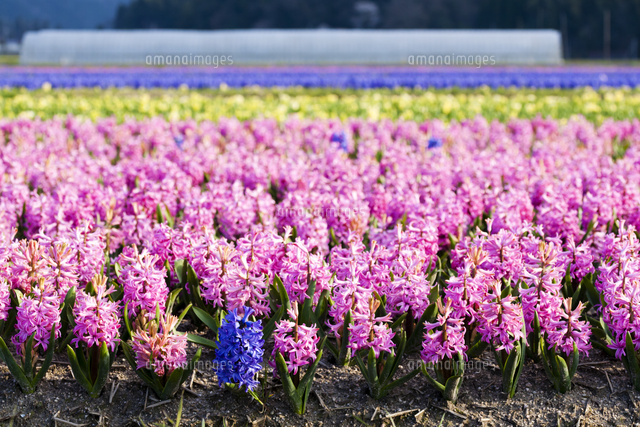 ヒヤシンス畑 の写真素材 イラスト素材 アマナイメージズ