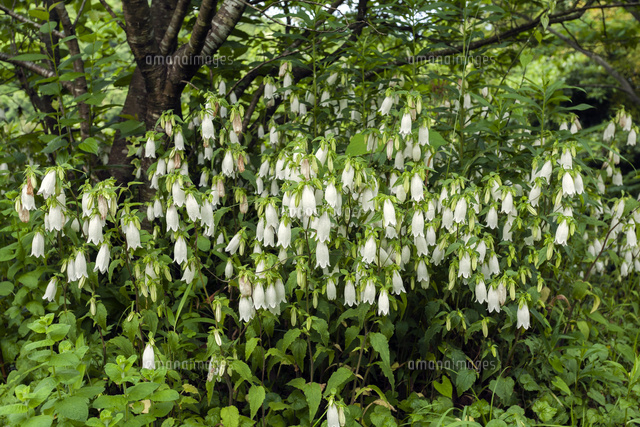 群生するホタルブクロ の写真素材 イラスト素材 アマナイメージズ