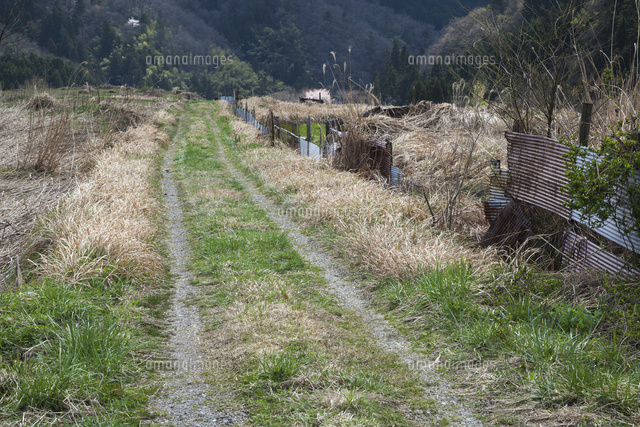 耕作放棄地に続く轍道 の写真素材 イラスト素材 アマナイメージズ