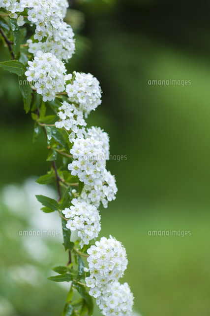 コデマリ の写真素材 イラスト素材 アマナイメージズ
