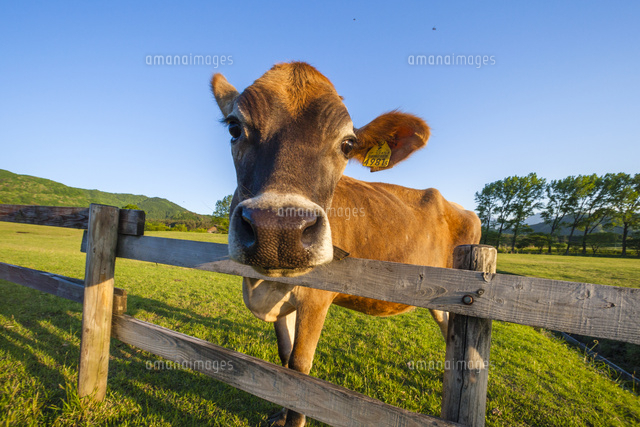 ジャージー牛 の写真素材 イラスト素材 アマナイメージズ