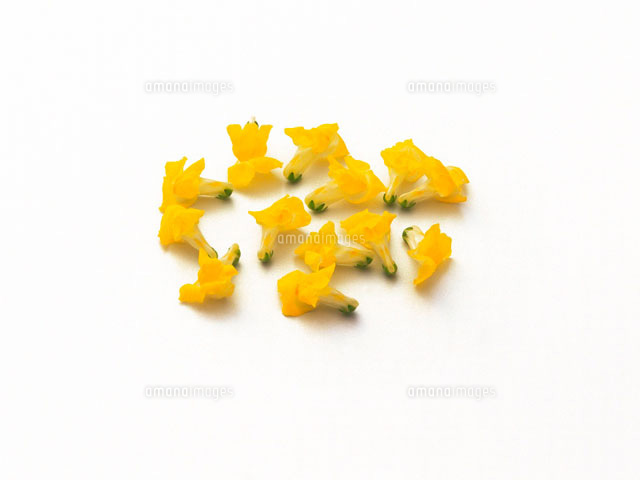 金魚草 の写真素材 イラスト素材 アマナイメージズ