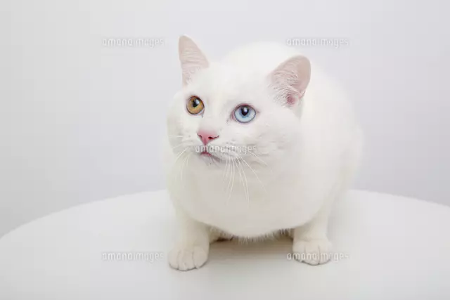 白猫[28022000612]の写真・イラスト素材｜アマナイメージズ