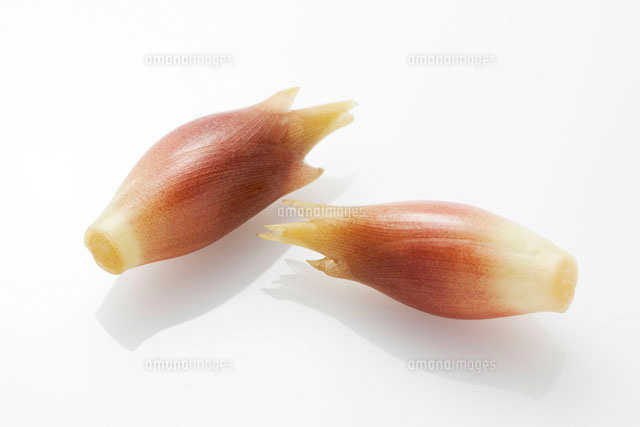 みょうが の写真素材 イラスト素材 アマナイメージズ