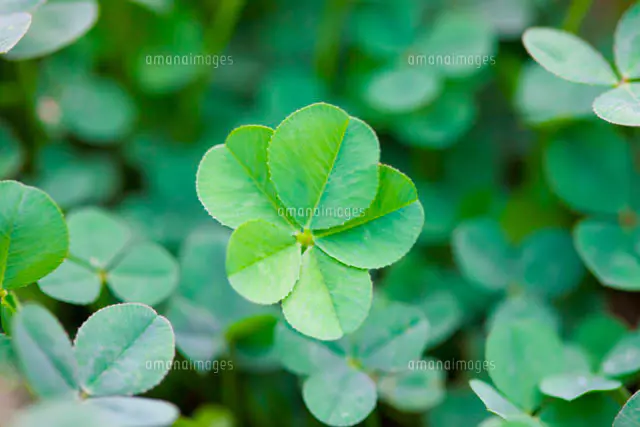 五つ葉のクローバー[28056000511]の写真・イラスト素材｜アマナイメージズ