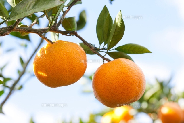 実るミカンの木 の写真素材 イラスト素材 アマナイメージズ