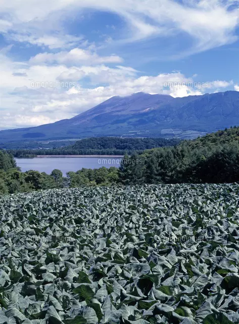 キャベツ畑と浅間山[28056002329]の写真・イラスト素材｜アマナイメージズ