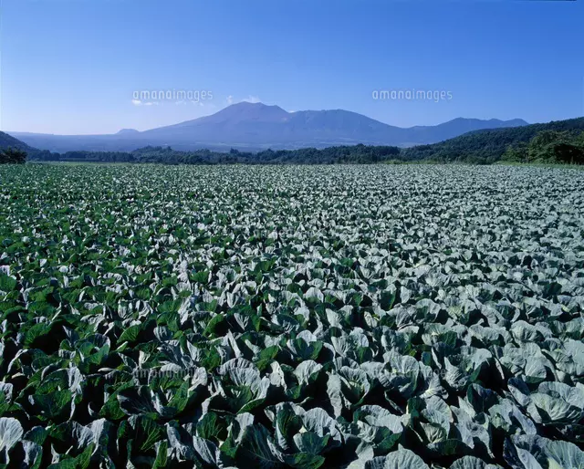 キャベツ畑と浅間山[28056002329]の写真・イラスト素材｜アマナイメージズ