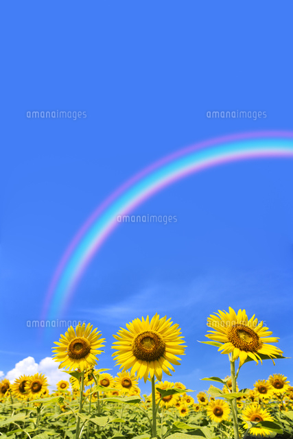 ひまわり畑と虹　油彩画　画像無し ひまわり畑と虹 写真素材 [ 4123927 ] - フォトライブラリー