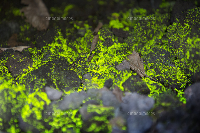 ヒカリゴケ[28056003840]の写真・イラスト素材｜アマナイメージズ