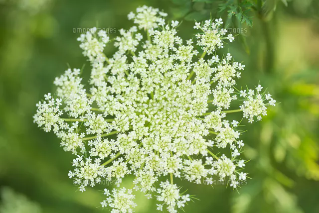 にんじん 花の写真素材 ストックフォト アマナイメージズ