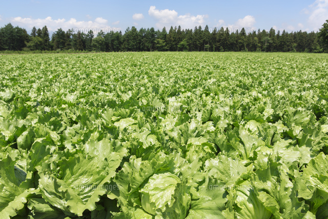 レタス畑 の写真素材 イラスト素材 アマナイメージズ レタス畑 の写真素材 イラスト素材 アマナイメージズ